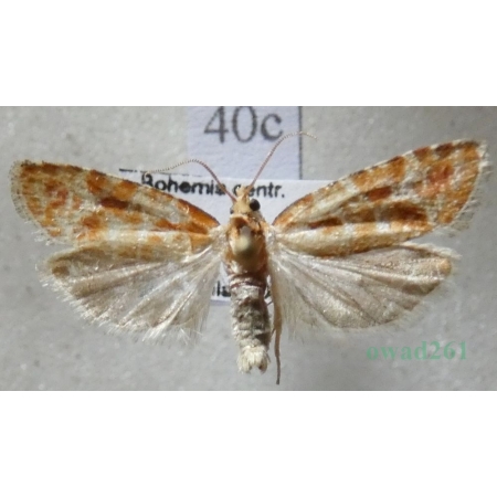 Rhyacionia pinicolana (Doubleday, 1850) Zwójka sosnóweczka Czech40c